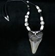 Megalodon Tooth Necklace #12181-1